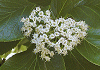 まるばちしゃのき Ehretia dicksonii