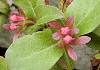 いわつくばねうつぎ Zabelia integrifolia
