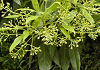 ほそばたぶ Machilus japonica