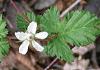 みやまにがいちご Rubus microphyllus