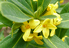 なにわず Daphne pseudo-mezereum