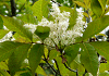 あおだも Fraxinus lanuginosa