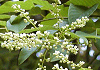 くまやなぎ Berchemia racemosa