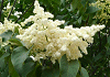 はしどい Syringa reticulata