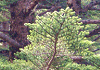 うらじろもみ Abies homolepis