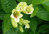 うこんうつぎ Weigela middendorffana