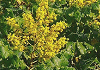 もくげんじ Koelreuteria paniculata
