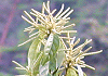 しりぶかがし Pasania glabra