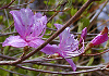 とさのみつばつつじ Rhododendron decandrum