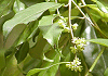 しいもち Ilex buergeri