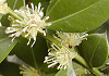 つげ Buxus microphylla