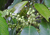 こばんもち Elaeocarpus japonicus