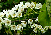 えぞのうわみずざくら Prunus padus