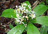 つるしきみ Skimmia japonica