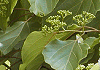 けんぽなし Hovenia dulcis