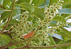 ほるとのき Elaeocarpus sylvestris