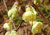 ひゅうがみずき Corylopsis pauciflora