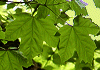 かじかえで Acer diabolicum