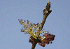 やちだも Fraxinus mandshurica