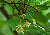 ちょうせんごみし Schisandra chinensis