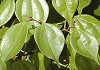 �Ă񂾂����₭�@Lindera strychnifolia