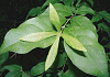 つくばね Buckleya lanceolata