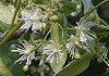しなのき Tilia japonica