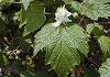 くまいちご Rubus crataegifolius