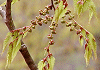 けやき Zelkova serrata