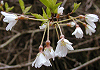 えどひがん Prunus pendula