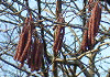 はんのき Alnus japonica