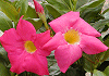 マンデビラ (ディプラデニア) Mandevilla