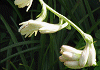 チューベローズ Polianthes tuberosa