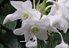 アマゾンリリー Eucharis grandiflora