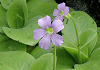 むしとりすみれ Pinguicula 熱帯高山性