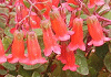 エンゼルランプ Kalanchoe uniflora