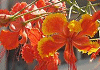 おおごちょう Caesalpinia pulcherrima