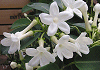マダガスカル ジャスミン Stephanotis floribunda