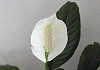 スパティフィラム Spathiphyllum levelandii