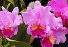 カトレア Cattleya