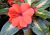 ニューギニアインパチェンス Impatiens walleriana