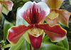 パフィオペディルム Paphiopedilum