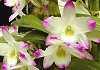 デンドロビュウム Dendrobium