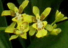 オンシジウム Oncidium