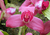 リカステ Lycaste