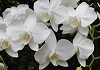 ファレノプシス Phalaenopsis