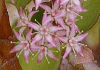 かげつ Crassula portulacea