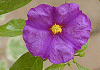 ソラナム・ラントネッティ Solanum rantonnetii