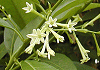 やこうぼく Cestrum nocturnum