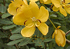 コバノセンナ Cassia Coluteoides
